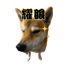 [LINEスタンプ] 柴犬的丸【好用的话】