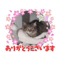[LINEスタンプ] 猫ちゃんのスタンプ①