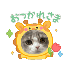 [LINEスタンプ] こまり【短足マンチカン】