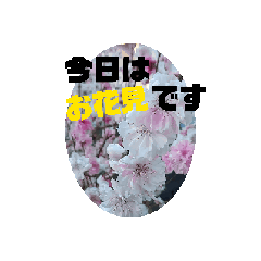 [LINEスタンプ] 春ですよ(花桃ver.)