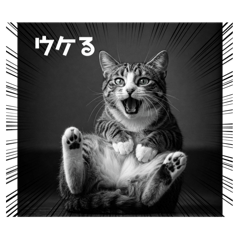 [LINEスタンプ] 関西弁猫のリアクションスタンプ