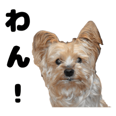 [LINEスタンプ] いぬ らいと