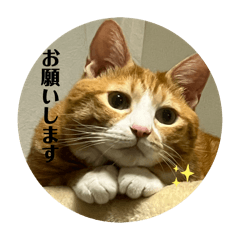 [LINEスタンプ] うちのももの日常猫スタンプ