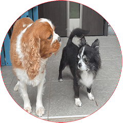 [LINEスタンプ] もみじ(保護犬キャバリア1)
