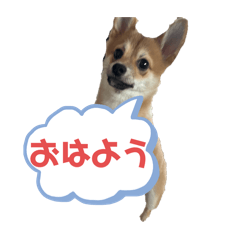 [LINEスタンプ] ⭐︎武蔵スタンプ⭐︎