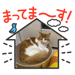 [LINEスタンプ] わが家のニャンTube☆むぎちゃん