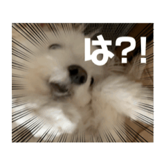 [LINEスタンプ] 動くけぽてぃ （犬）