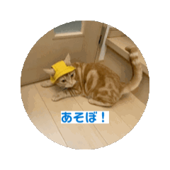 [LINEスタンプ] わが家のニャンTube☆コタロー＆むぎちゃん
