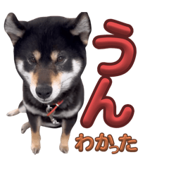 [LINEスタンプ] クロミ（黒柴）日常スタンプ