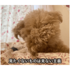 [LINEスタンプ] 僕は犬。