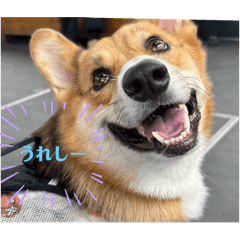 [LINEスタンプ] 愛犬コーギースタンプラッキーの画像（メイン）