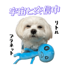 [LINEスタンプ] 【嫁の笑顔が見たくって】ルル坊スタンプ③