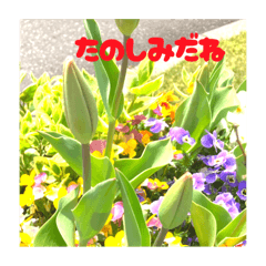 [LINEスタンプ] チューリップのつぼみといっしょにわくわくの画像（メイン）