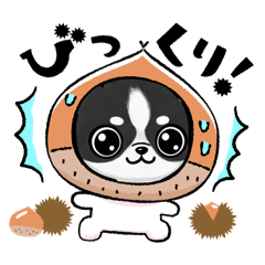 [LINEスタンプ] チワワの『チビちゃん』スタンプ