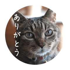 [LINEスタンプ] グーちゃんひなちゃんの挨拶