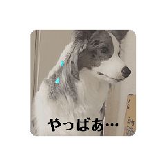 [LINEスタンプ] いぬ2 ささみ