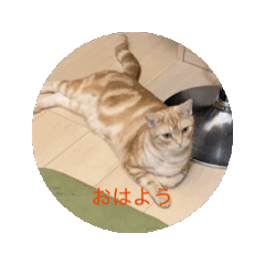 [LINEスタンプ] わが家のニャンTube☆コタローシリーズ☆