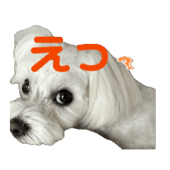 [LINEスタンプ] マルプーみるくスタンプ