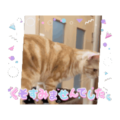 [LINEスタンプ] わが家のニャンTube☆コタローシリーズ3