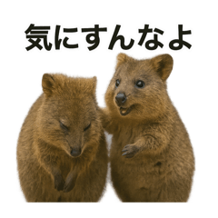 [LINEスタンプ] クオッカワラビーのごきげん日常 