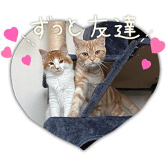 [LINEスタンプ] わが家のニャンTube☆コタロー＆むぎちゃん2