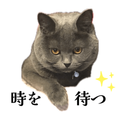 [LINEスタンプ] 感情激しめスタンプ猫様