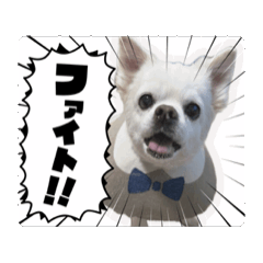 [LINEスタンプ] 白いモフモフくん