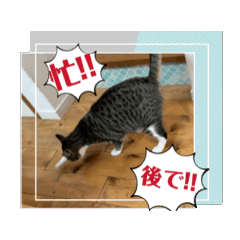 [LINEスタンプ] ほたて動くスタンプ