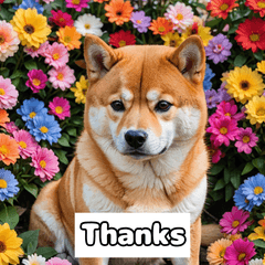 [LINEスタンプ] もふもふ柴犬の日常リアクション