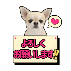 [LINEスタンプ] チワワのラズくん！