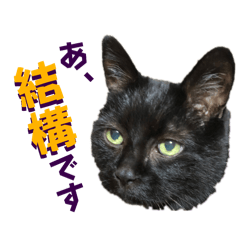 [LINEスタンプ] 黒猫トムチ9