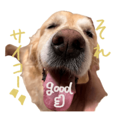 [LINEスタンプ] もう少しで話せるイヌのスタンプ