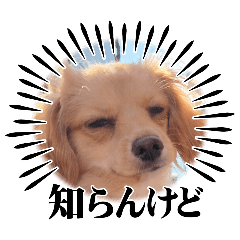 [LINEスタンプ] あらかると N.max