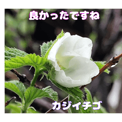 [LINEスタンプ] 日常のご挨拶に 早春の山野草を添えて