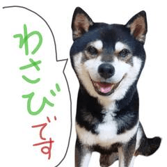 [LINEスタンプ] 黒柴わさび ・ ふだん使いのスタンプ♪