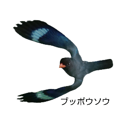 [LINEスタンプ] 野鳥 Wild Bird～見れたら嬉しい～鳥名付き