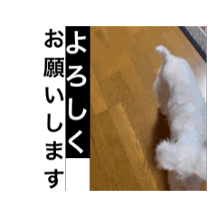 [LINEスタンプ] 名犬らうーる君のスタンプ