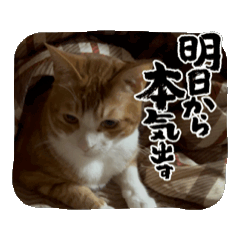 [LINEスタンプ] ニャンニャン兄妹(パート2)