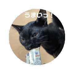 [LINEスタンプ] くろねこのてぃーくん