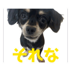 [LINEスタンプ] 本日のディトナはんスタンプ