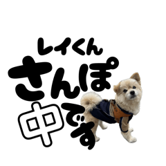 [LINEスタンプ] 我が家のハーフ犬ポメチ⑪
