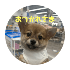 [LINEスタンプ] ⭐︎武蔵スタンプ第2弾⭐︎