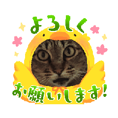 [LINEスタンプ] 美猫？なピコちゃん