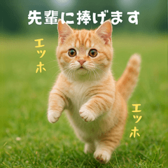 [LINEスタンプ] エッホエッホ先輩に捧げる猫