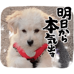 [LINEスタンプ] ポメプーらん君