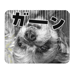 [LINEスタンプ] ブーちゃんスタンプ4