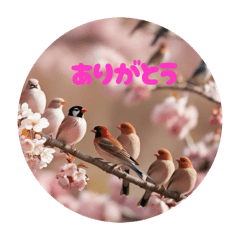 [LINEスタンプ] 小鳥といっしょにごあいさつ
