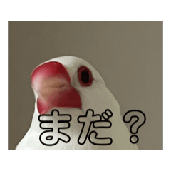 [LINEスタンプ] 文鳥家族 1