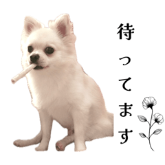 [LINEスタンプ] わんにゃんよく使う日常会話