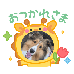 [LINEスタンプ] シェルティちっぴー